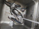 【現捕現發(fā)】青海鮮活海雜魚批發(fā)新鮮深海魚大雜燴海鮮水產 3斤裝 海雜魚 曬單實拍圖