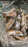 漁夫樂仿生魚皮串鉤釣組海桿拋竿海釣路亞蝦皮飛蠅白條翹嘴魚鉤 紅皮仿生串鉤6號(5付裝) 曬單實(shí)拍圖