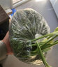 曠古農(nóng)業(yè)【順豐】新鮮荷蘭芹 法香 番西 西餐擺盤裝飾 250g 曬單實拍圖