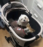 beberoad X5寵物推車(chē)中小型犬多寵貓咪小狗可分離提籃輕便自動(dòng)折疊寵物車(chē) X5冷灰色(全布款-順豐送貨上門(mén) 曬單實(shí)拍圖