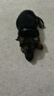 純種德牧幼犬活體黑背德國(guó)牧羊犬大型犬護(hù)衛(wèi)看家牧羊犬德國(guó)牧羊犬 寵物級(jí) 精品級(jí) 公 曬單實(shí)拍圖