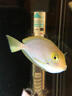 A30KY英國大白片內外寄生蟲(chóng)魚(yú)用水族觀(guān)賞魚(yú)龍魚(yú)錦鯉頭洞腸炎腹水殺蟲(chóng)藥 內寄【15片*1瓶】+外寄【15片*1瓶】 曬單實(shí)拍圖