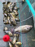 冠雅倫折疊彈簧籠 捕大魚(yú)/黑魚(yú)/甲魚(yú)/ 鯽魚(yú) /石斑魚(yú)/鱖魚(yú)/網(wǎng)籠/蝦捕蟹籠 小眼50*85鍍鋅加強捕魚(yú)籠+全贈品 曬單實(shí)拍圖