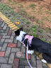 TOUCHDOGSugar防護型狗狗胸背衣?tīng)恳K套裝小中大型犬背心式胸背帶防爆沖 粉 胸背牽引繩套裝 L碼【建議18-36斤】 曬單實(shí)拍圖