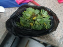 BM水芙蓉苗水浮蓮水培植物水生植物水養(yǎng)草池塘魚(yú)缸造景養(yǎng)殖凈化水質(zhì) 水芙蓉20棵 曬單實(shí)拍圖