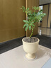 臨雅造型鴨腳木盆栽八方來(lái)財鵝掌柴客廳辦公室內桌面真綠植好養活四季 小葉鵝掌柴+Goblet酒杯花盆(奶油 曬單實(shí)拍圖