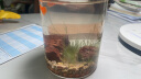 鱼麒麟 玻璃鱼缸圆形高缸小型造景宿舍居家创意桌面家庭观赏金鱼缸30cm 实拍图