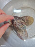 北海灣 冷凍鮑魚(yú) 特大新鮮鮮活速凍海鮮水產(chǎn) 超大鮑魚(yú) 貝類(lèi)大鮑魚(yú) 【稀缺鮑魚(yú)】3-4頭 凈重2斤 曬單實(shí)拍圖