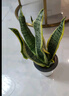 中夢(mèng)金邊虎皮蘭盆栽多肉水培植物綠植辦公室內花卉大全客廳虎尾蘭1 虎皮蘭50-60cm6顆螺紋盆 含盆 曬單實(shí)拍圖