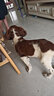 帥帥名寵北京純種史賓格犬血統(tǒng)純正小型幼犬活體小狗狗活物寵物狗幼崽領(lǐng)養(yǎng) 寵物級(jí) 曬單實(shí)拍圖