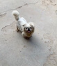 寵甲牧羊犬狗糧40斤20斤德牧蘇牧成犬幼犬狗糧中大型犬糧牛肉雙拼糧 主糧20kg(牧羊犬狗糧40斤) 曬單實(shí)拍圖