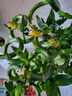 聽雪樓帶根水培轉(zhuǎn)運(yùn)竹富貴竹植物水養(yǎng)彎竹開運(yùn)竹子盆載客廳室內(nèi)綠植 65厘米轉(zhuǎn)運(yùn)竹 10支 曬單實(shí)拍圖