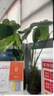 泰西絲綠蘿盆栽綠植室內(nèi)辦公室水培植物桌面擺件 綠蘿+早安盆 源頭直發(fā) 曬單實拍圖