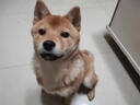 乖湃柴犬專(zhuān)用釘耙梳寵物開(kāi)結梳狗去毛梳子大型犬用針梳梳子狗狗美容梳 柴犬專(zhuān)用釘耙梳 曬單實(shí)拍圖
