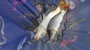 AFW魚(yú)竿超輕超硬19調6H8H手桿臺釣竿黑坑大物竿鯽鯉魚(yú)竿湖庫綜合竿 3m +2.7m+雙禮包+終身配節 曬單實(shí)拍圖