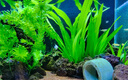 水洲紀錦鯉魚(yú)池清潔刷游泳池不銹鋼絲刷水池塘刷青苔刷池底池壁清潔工具 20CM不銹鋼絲刷【1.2米鋼柄】 曬單實(shí)拍圖