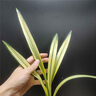 翁源蘭花墨蘭黃金萬(wàn)代福中透縞藝線(xiàn)藝蘭草名貴原生老品種高藝盆栽 萬(wàn)代福2壯苗【高藝】簡(jiǎn)易盆發(fā) 曬單實(shí)拍圖