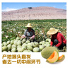 【順豐空運】新疆哈密瓜產(chǎn)地直發(fā)天蜜九號甜瓜新鮮水果整箱批發(fā) 黃皮至愛哈密瓜2頭（凈重6-7斤） 曬單實拍圖