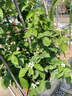 壹植四季無(wú)刺樹(shù)莓苗覆盆子金秋黃莓黑莓室內外庭院地栽南北方種植果樹(shù) 精品黑樹(shù)莓杯苗1棵20-40cm 30cm(含)-40cm(不含) 曬單實(shí)拍圖
