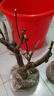 梅花盆栽老樁紅梅臘梅盆景樹苗好養(yǎng)花卉耐寒植物室內(nèi)陽臺庭院花苗 8年紅梅(當(dāng)年開花)實(shí)物挑選 曬單實(shí)拍圖