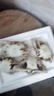 全母梭子蟹特大母蟹海蟹飛蟹螃蟹冷凍海鮮3-6兩梭子蟹新鮮 凈重3斤梭子蟹公蟹【9-15只】 曬單實拍圖