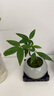 詩(shī)甲發(fā)財樹(shù)盆栽好養辦公室綠植桌面吸甲醛植物花卉新年送禮客廳擺件 單干奇趣+白冰裂+底座 曬單實(shí)拍圖