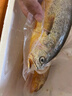 大黃花魚(yú)新鮮冷凍生鮮水產(chǎn)魚(yú)類(lèi)黃魚(yú)鲞大黃魚(yú)整箱 450-550g/條*3條 曬單實(shí)拍圖