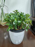 意軒金魚花吊蘭杜鵑花盆栽花卉室內(nèi)綠植辦公室盆栽盆景綠色植物吊蘭 金魚吊蘭含黑白懶人盆 曬單實拍圖
