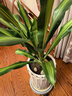嘆為觀(guān)止巴西木綠植盆栽金邊巴西鐵樹(shù)室內植物客廳綠植花卉苗木 金心巴西鐵中苗70-80厘米左右高 不含盆 曬單實(shí)拍圖
