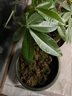 金利佳（Jeneca）爬寵苔蘚棷土烏龜爬蟲(chóng)冬眠保暖無(wú)菌椰磚墊材產(chǎn)卵池場(chǎng)地布景種綠槙 【精選】椰磚650g+苔蘚120g 曬單實(shí)拍圖