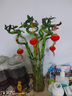 八目尚賞水培富貴竹綠植花卉轉(zhuǎn)運(yùn)竹龍竹開運(yùn)竹大葉竹水養(yǎng)竹子花草植物盆栽 轉(zhuǎn)運(yùn)竹6支【50CM高】 不含盆 曬單實(shí)拍圖