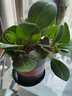 豆瓣綠青葉碧玉綠蘿植物辦公室盆栽室內綠植盆景豆瓣綠 豆瓣綠+加侖盆 默認 曬單實(shí)拍圖
