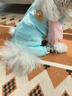 嬉皮狗（hipidog）全棉護肚衣小狗狗包肚衣春夏泰迪比熊雪納瑞約克夏西高地寵物衣服 邦迪藍小萌熊 S 建議體重3-5斤 曬單實(shí)拍圖