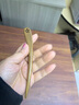美木兮發(fā)簪 綠檀木簪子手工挽發(fā)釵頭釵國風(fēng)漢服旗袍日常盤頭發(fā)飾盤發(fā)簪 綠檀珍惜簡(jiǎn)梅發(fā)簪約13cm 新禮盒 曬單實(shí)拍圖