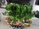 京悠雨銅錢草種子精品大葉水培金錢草籽庭院室內(nèi)外綠植物盆栽景四季好養(yǎng) 【精選大葉品種 株型挺拔】銅錢草*1 【帶盆栽好】 曬單實(shí)拍圖