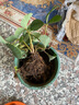 瑰瑋奶油草莓苗盆栽帶盆帶土種籽子可食用紅顏四季結果陽(yáng)臺種植新苗秧 四季草莓一盆（原盆原土發(fā)貨） 不含盆 曬單實(shí)拍圖