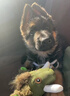 淮爵德牧幼犬馬犬德國(guó)牧羊犬狼狗黑東德寵物狗狗活體小狗活物幼崽定金 混血級(jí) 隨機(jī) 曬單實(shí)拍圖
