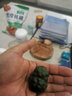 陶云尚（tao Yun Shang）宜興紫砂綠泥三腳小金蟾寶寶茶寵擺件可養茶玩茶桌擺件 綠泥 小蟾寶 曬單實(shí)拍圖