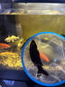 AIPHAROW純黑烏金錦鯉水族活體純種鐵包金觀(guān)賞魚(yú)冷水魚(yú)寵物黑色錦鯉魚(yú) 黑色錦鯉8-10cm1條 曬單實(shí)拍圖