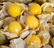 東北姑娘果新鮮黃金果當季時(shí)令水果黃菇娘特產(chǎn)燈籠果甜菇娘大果 精選大果【1斤裝】 曬單實(shí)拍圖