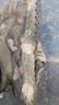 迷彩鞋男女夏季戶外登山鞋子學(xué)生軍訓(xùn)訓(xùn)練鞋解放鞋工地勞保鞋子 630男款 42 曬單實拍圖