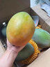 夢(mèng)茜兒凱特芒果 9斤特大青芒正宗四川新鮮青皮熱帶水果當季現摘整箱 5斤 中果【2-5兩/枚】實(shí)惠嘗鮮 曬單實(shí)拍圖