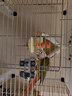 高能鸚鵡鳥用鸚鵡水果叉不銹鋼水果棒子鸚鵡喂食器鳥類喂水果專用喂食叉子 厚片款不銹鋼水果叉大號22.5cm 曬單實拍圖