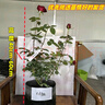 瑞典女王月季夏季耐曬灌木月季帶花苞四季開(kāi)花玫瑰大苗陽(yáng)臺庭院 卡羅拉原盆原土發(fā)貨大苗40cm左右 曬單實(shí)拍圖