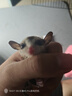 暮秋小主蜜袋鼯活物幼崽小飛鼠會(huì)滑翔蜜袋鼠寶寶蜜袋鼬活體寵物鼠活寵 白臉幼蜜【公】【推薦】 曬單實(shí)拍圖