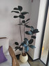 臨雅黑金剛橡皮樹(shù)客廳大盆栽造型室內大型綠植好養四季辦公室陽(yáng)臺植物 單飄橡皮樹(shù)1.4-1.6米+聚寶盆 曬單實(shí)拍圖