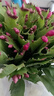 精品帶花苞開(kāi)花蟹爪蘭多色四季花卉家養盆栽室內陽(yáng)臺庭院多肉綠植 蟹爪蘭：紅色大盆【60-99花苞】含原土 曬單實(shí)拍圖