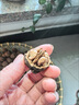 【2025新貨】野生老樹(shù)核桃云南原味薄皮核桃孕婦小孩零食堅果核桃 2斤野生老樹(shù)核桃無(wú)夾 無(wú)夾 曬單實(shí)拍圖