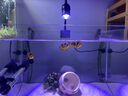 益科達海缸燈led海水魚缸燈水草小丑魚珊瑚專用可調(diào)焦藍白補光造景夾燈 7.2W黑色花型海缸燈-藍白變光60缸內(nèi) 曬單實拍圖