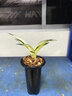 翁源蘭花黃金達摩墨蘭矮種中透葉藝高檔名貴蘭草收藏珍品盆栽老種 黃金達摩2苗【高藝】簡(jiǎn)易盆土 曬單實(shí)拍圖